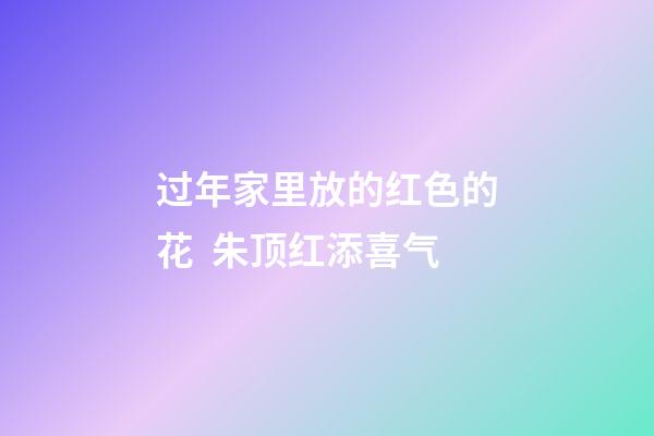 过年家里放的红色的花  朱顶红添喜气